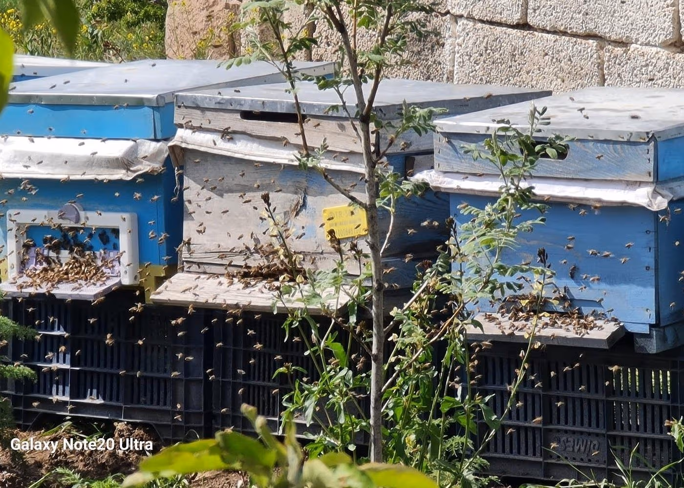 Cappadocia Honey Harvest Experience – Explore Beekeeping & Taste Organic Local Flavors - Image 9