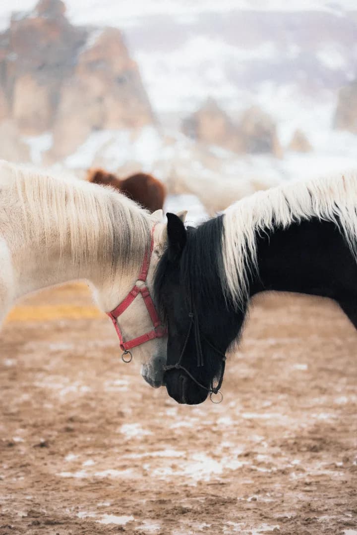 Kapadokya At Turu - Görsel 19
