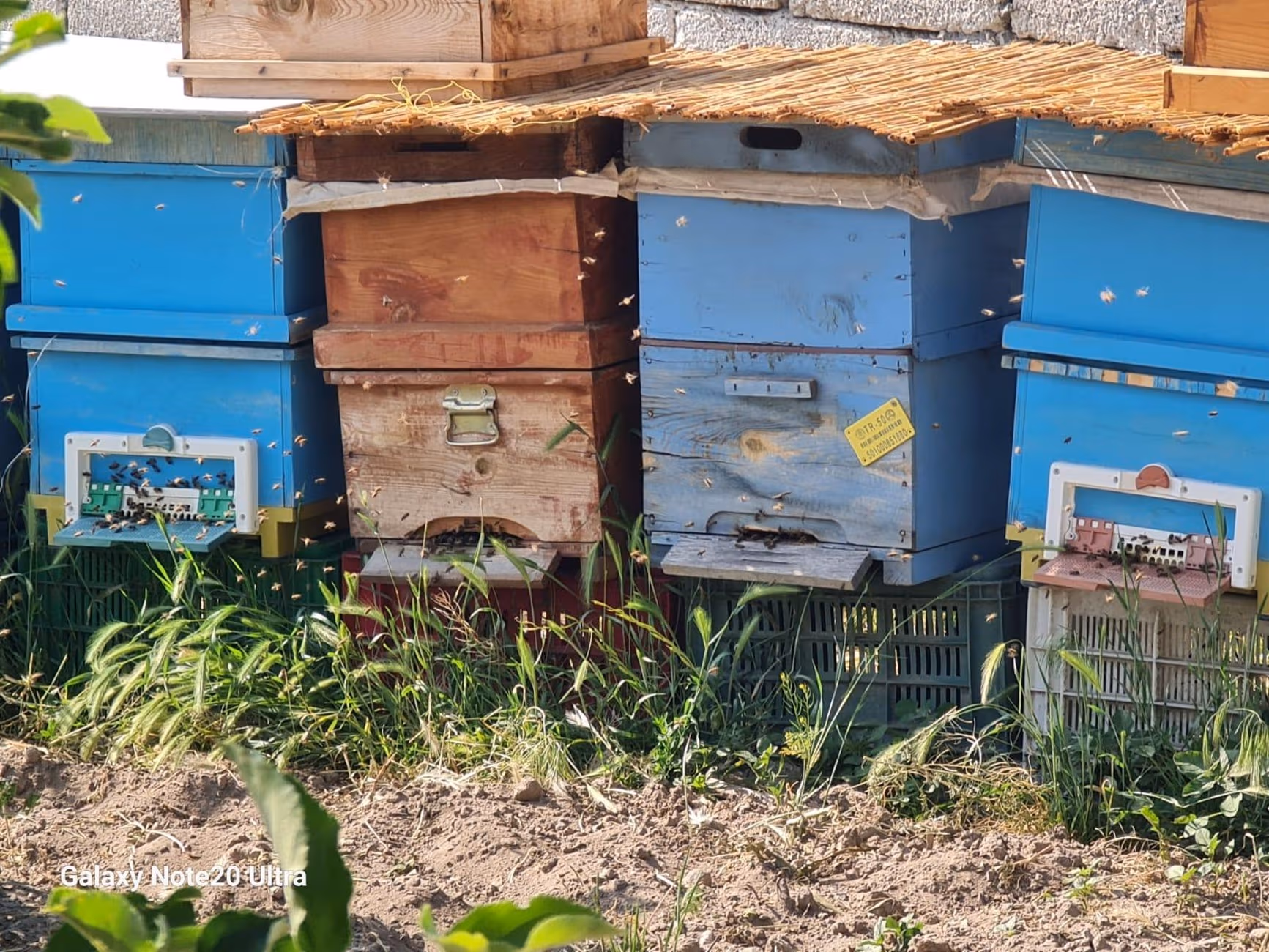 Cappadocia Honey Harvest Experience – Explore Beekeeping & Taste Organic Local Flavors - Image 14