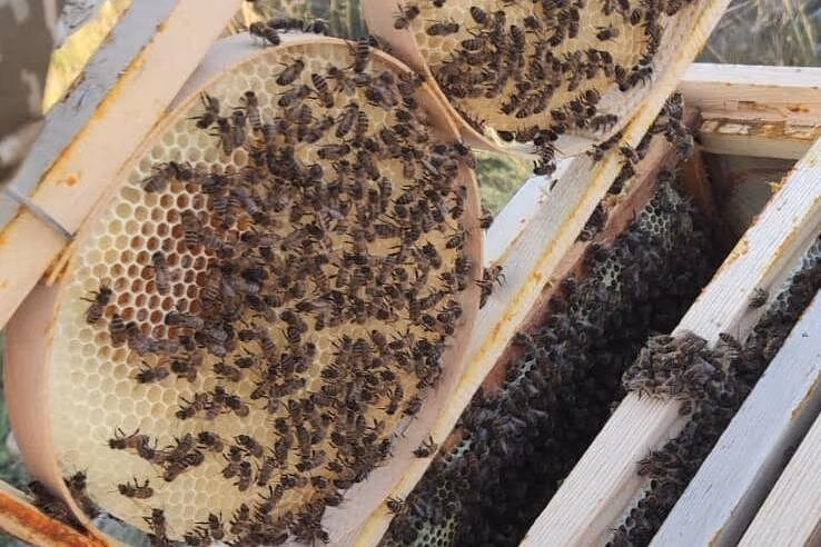 Cappadocia Honey Harvest Experience – Explore Beekeeping & Taste Organic Local Flavors - Image 11