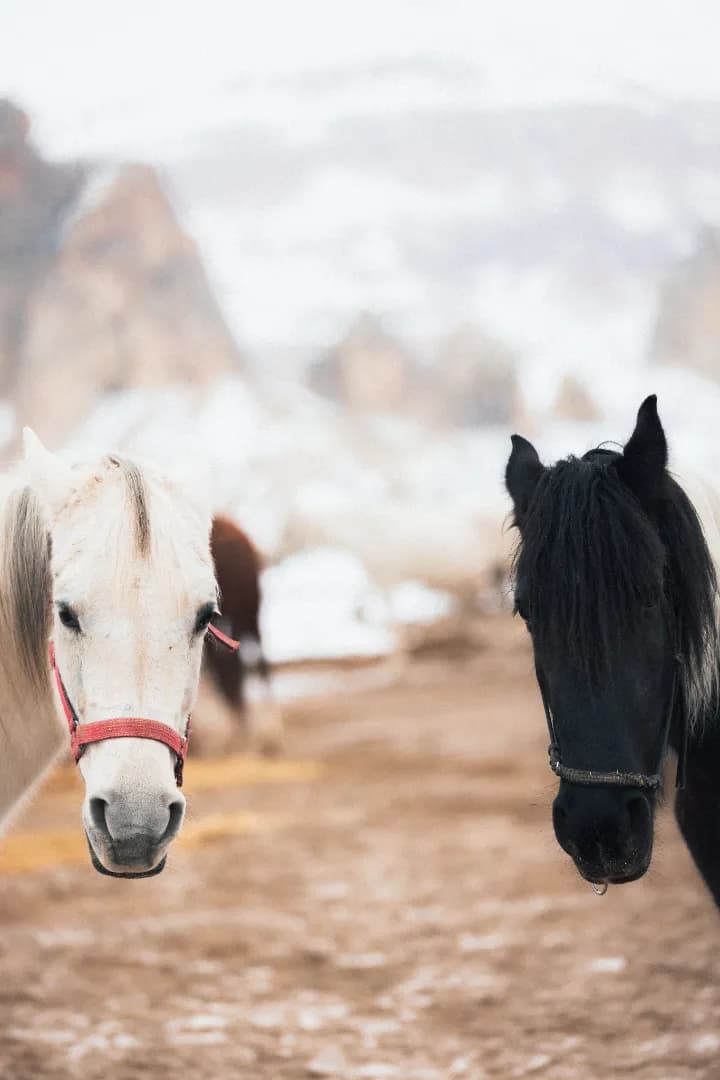 Cappadocia Horse Riding Tour - Image 2