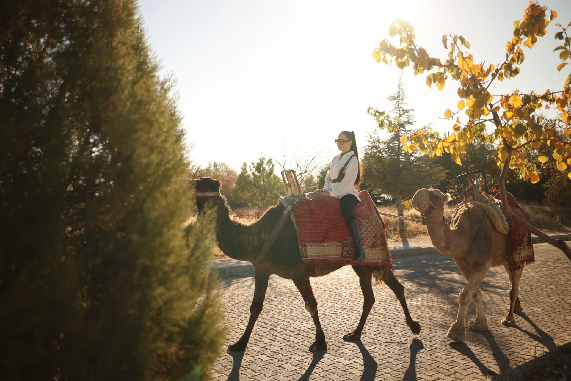 Cappadocia Camel Ride Tour - Image 5