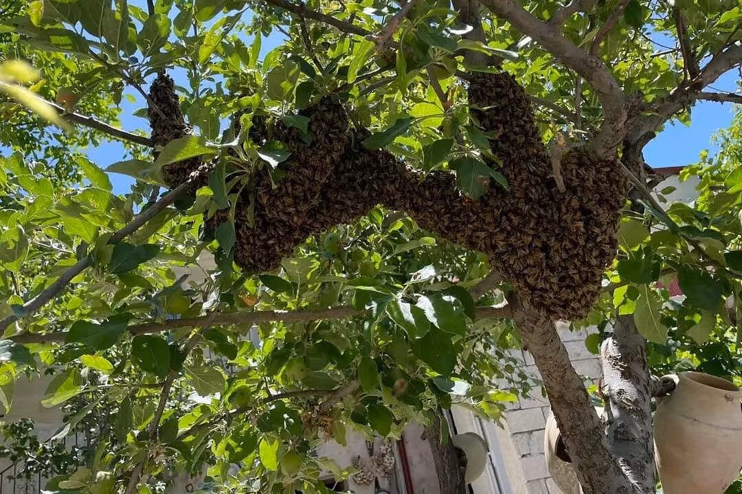 Cappadocia Honey Harvest Experience – Explore Beekeeping & Taste Organic Local Flavors - Image 12